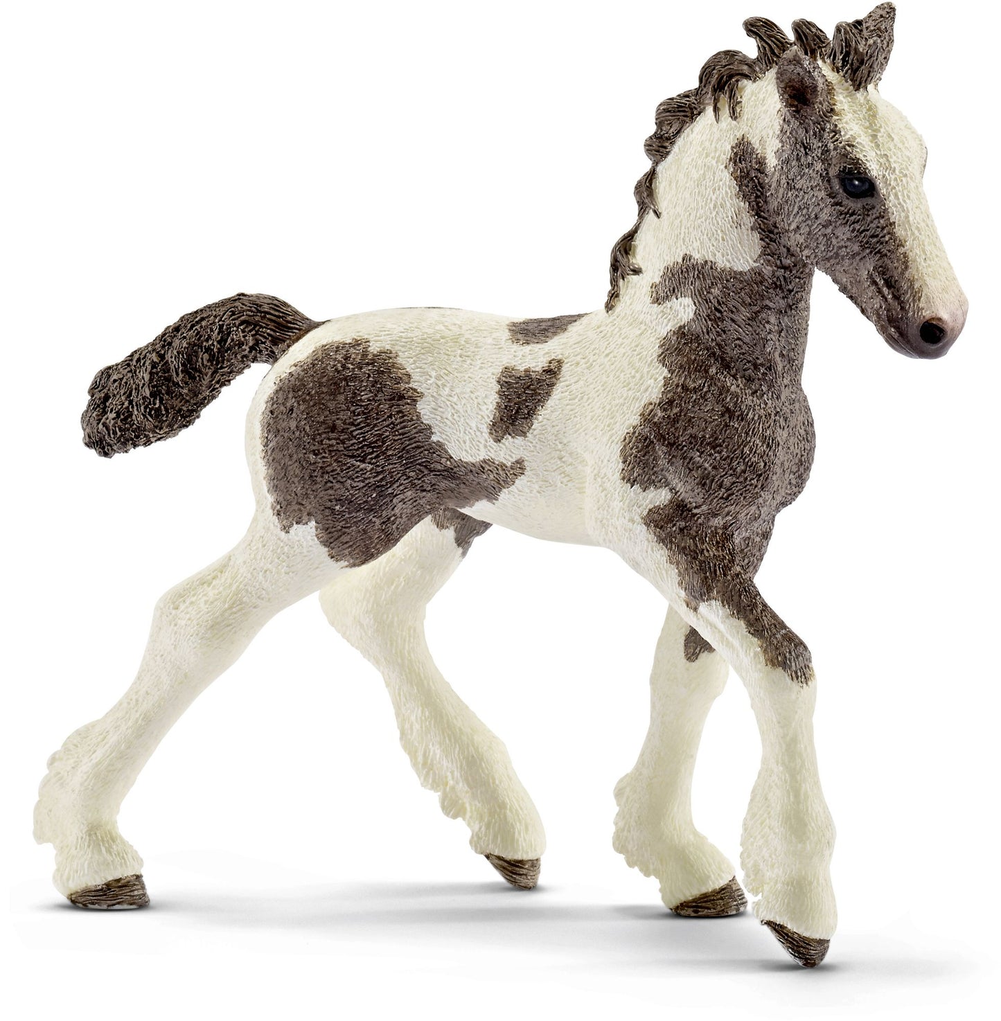Tinker foal