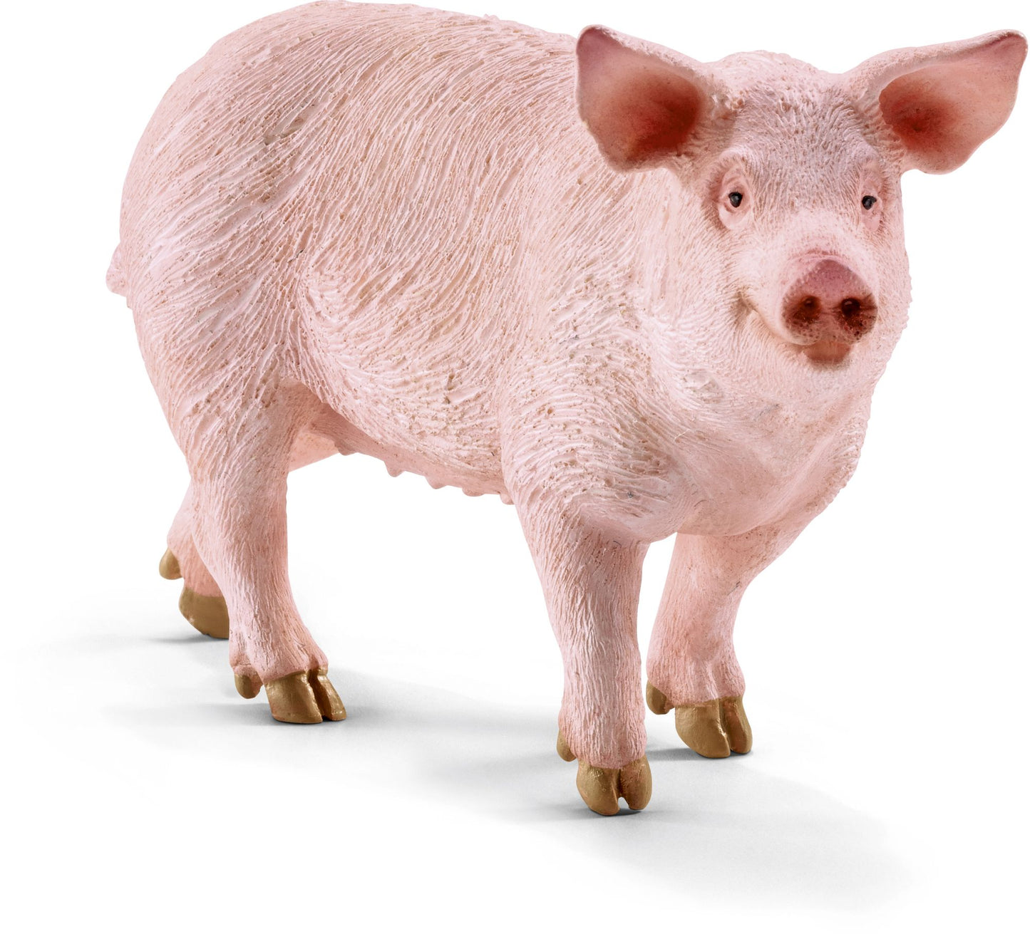 Pig