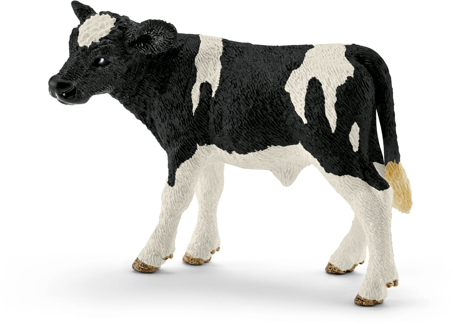 Holstein calf