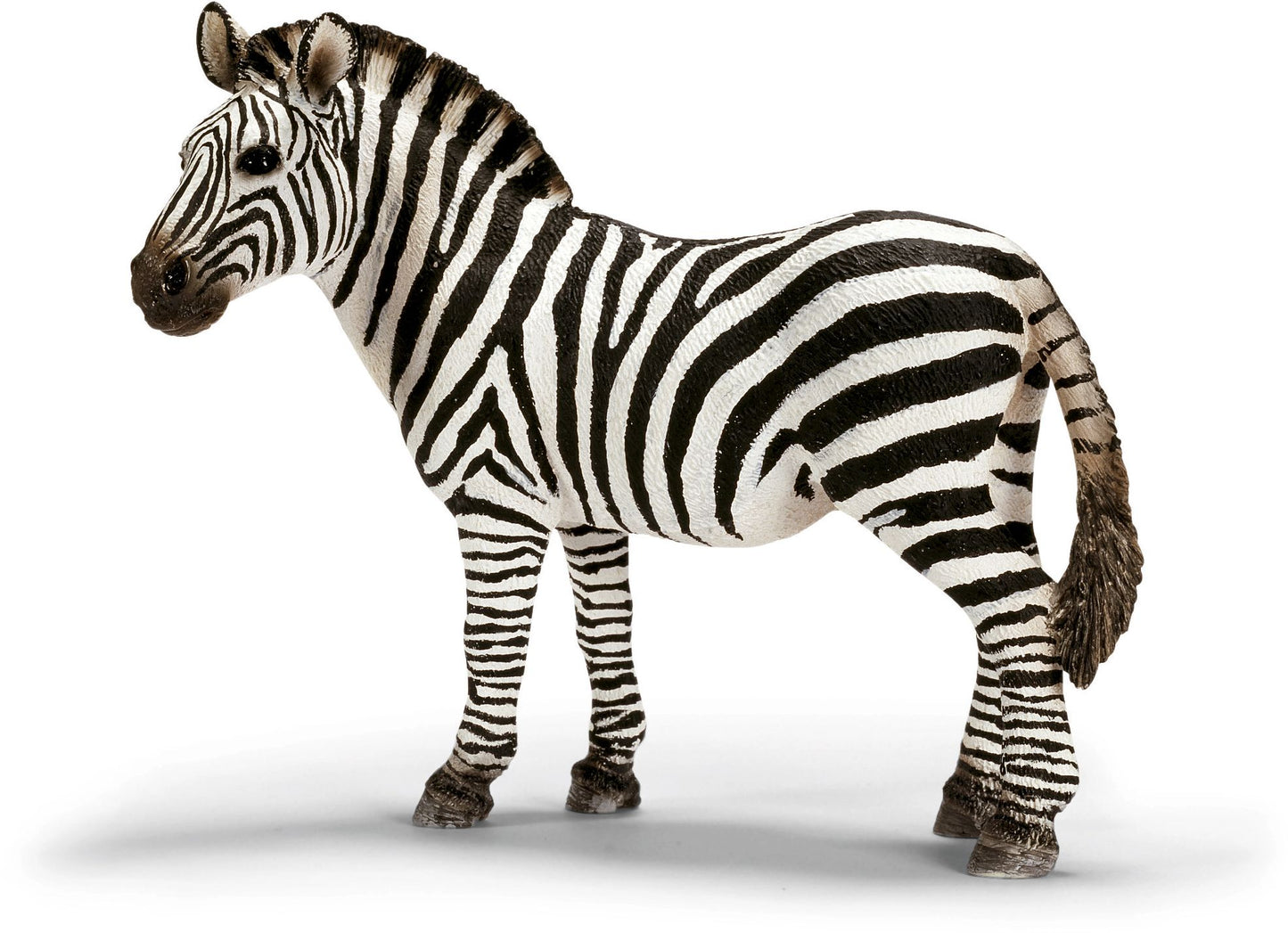 Zebra, female