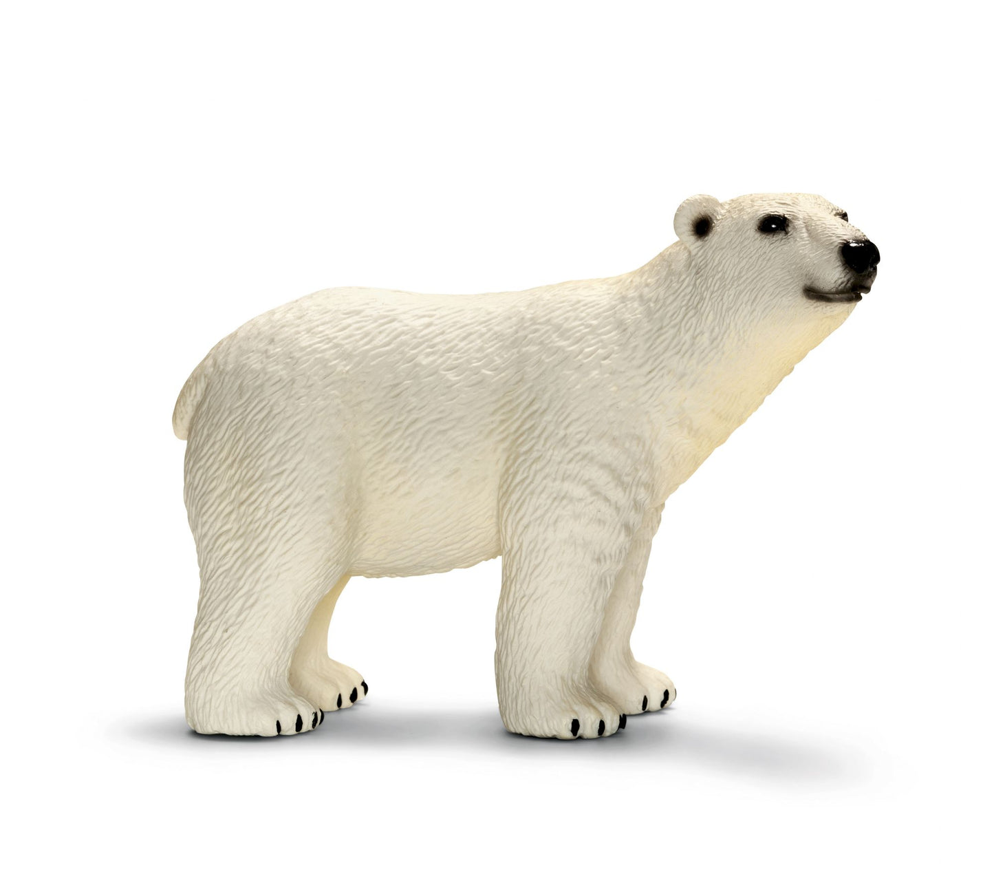Polar bear