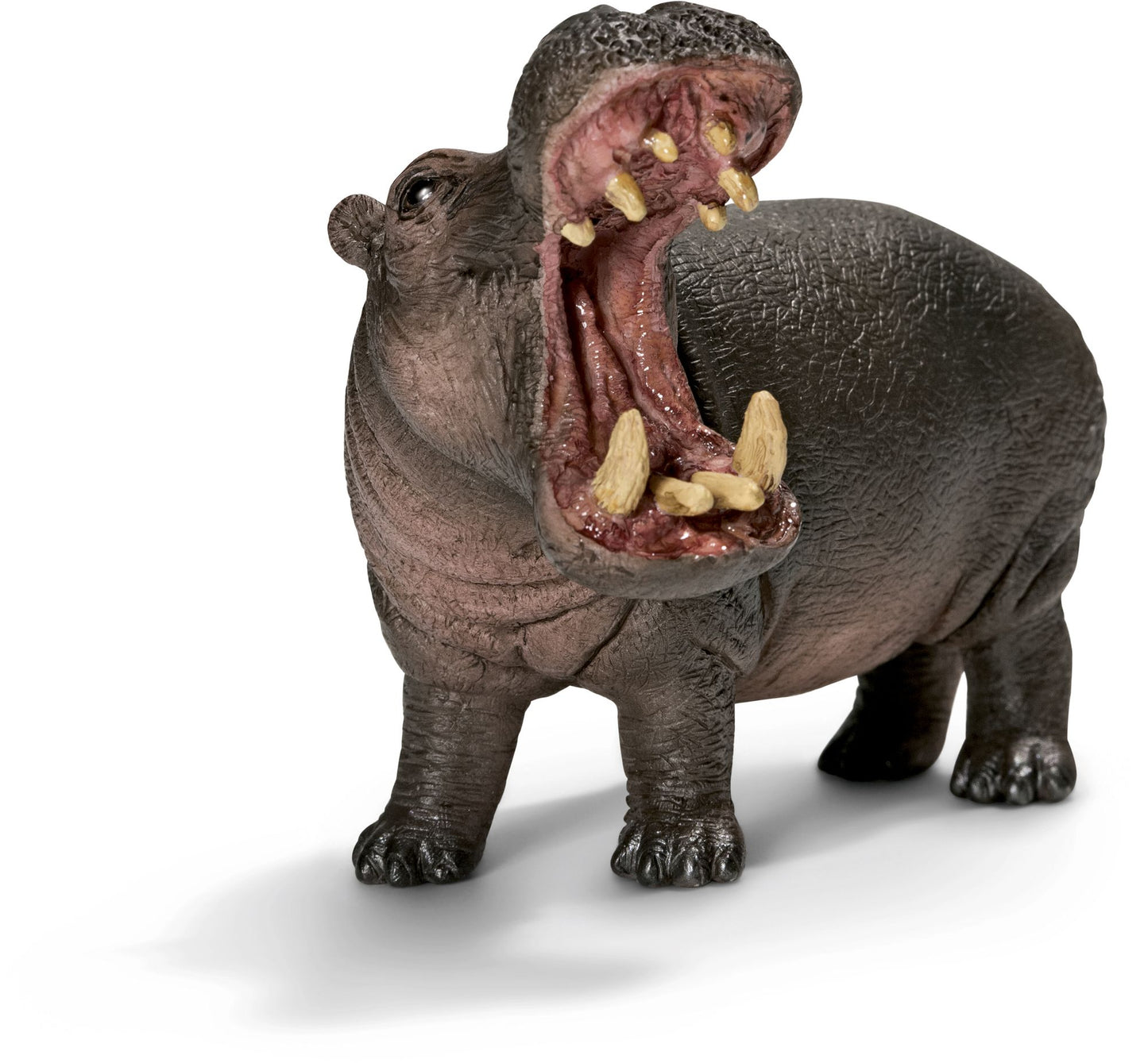 Hippopotamus