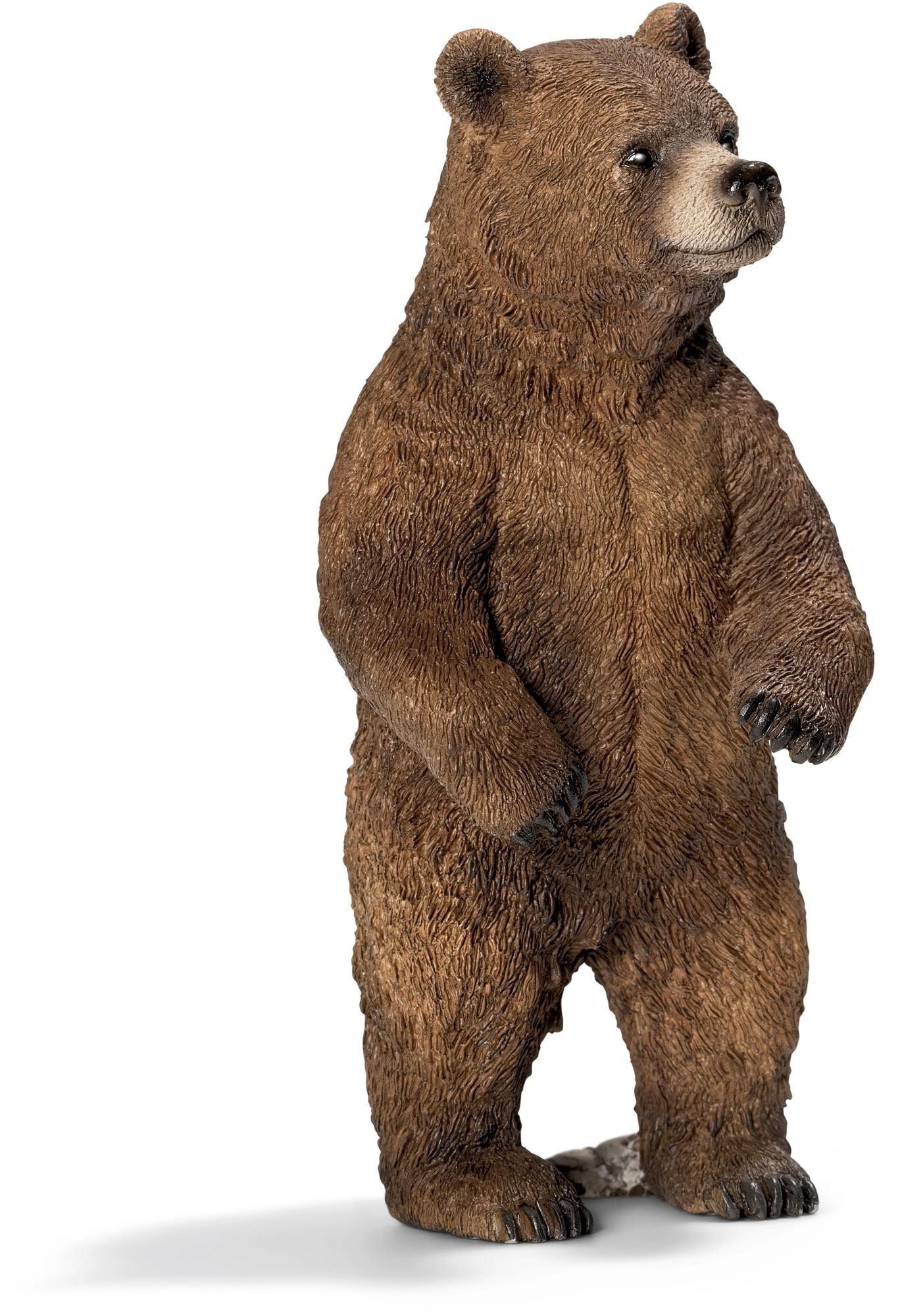 Grizzly bear, female