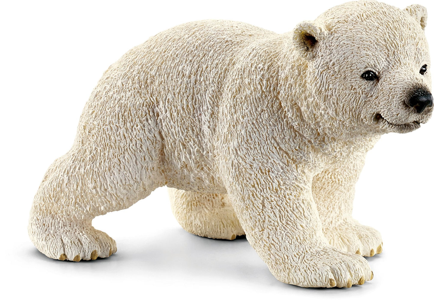 Polar bear cub, walking
