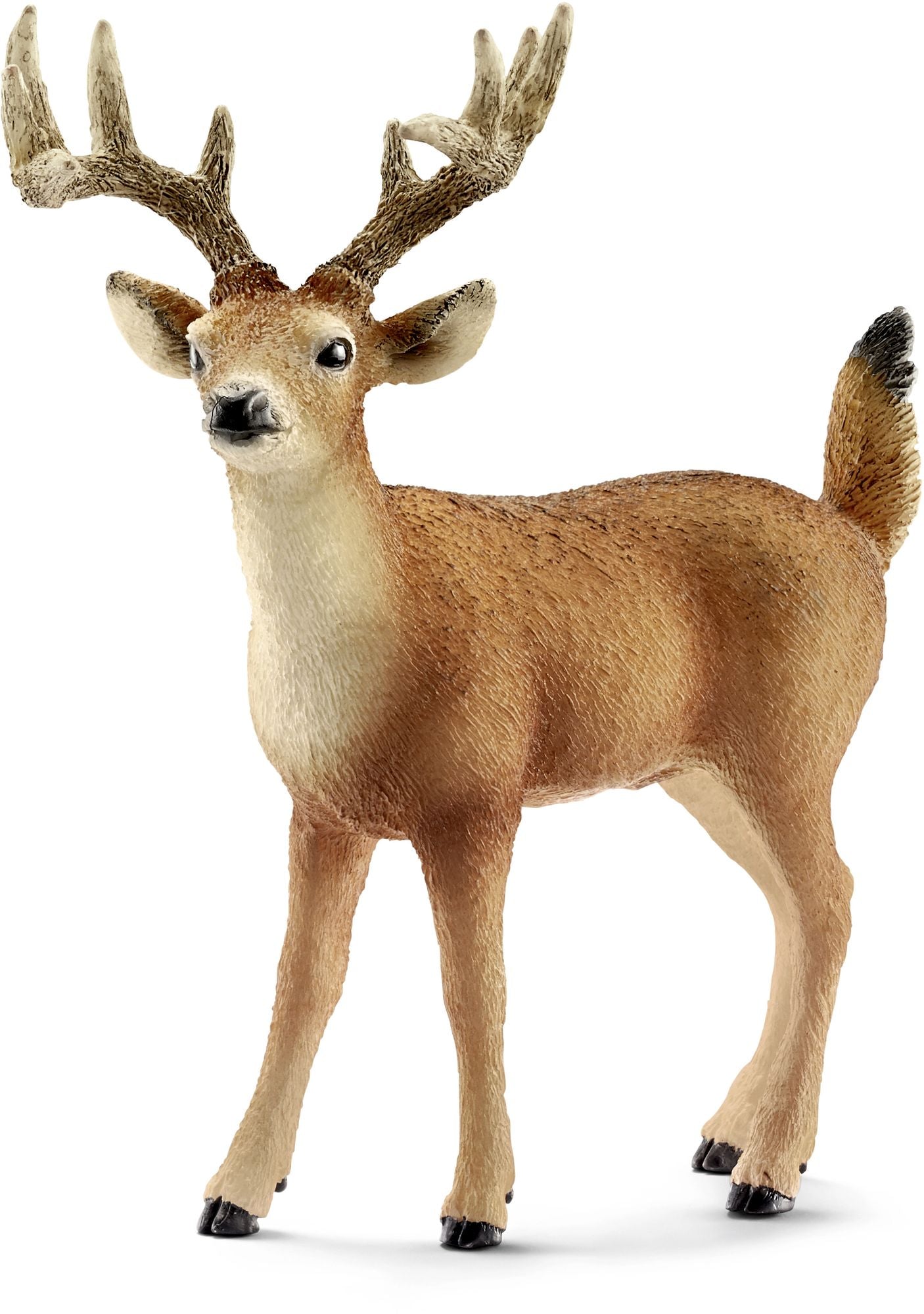 White-tailed buck