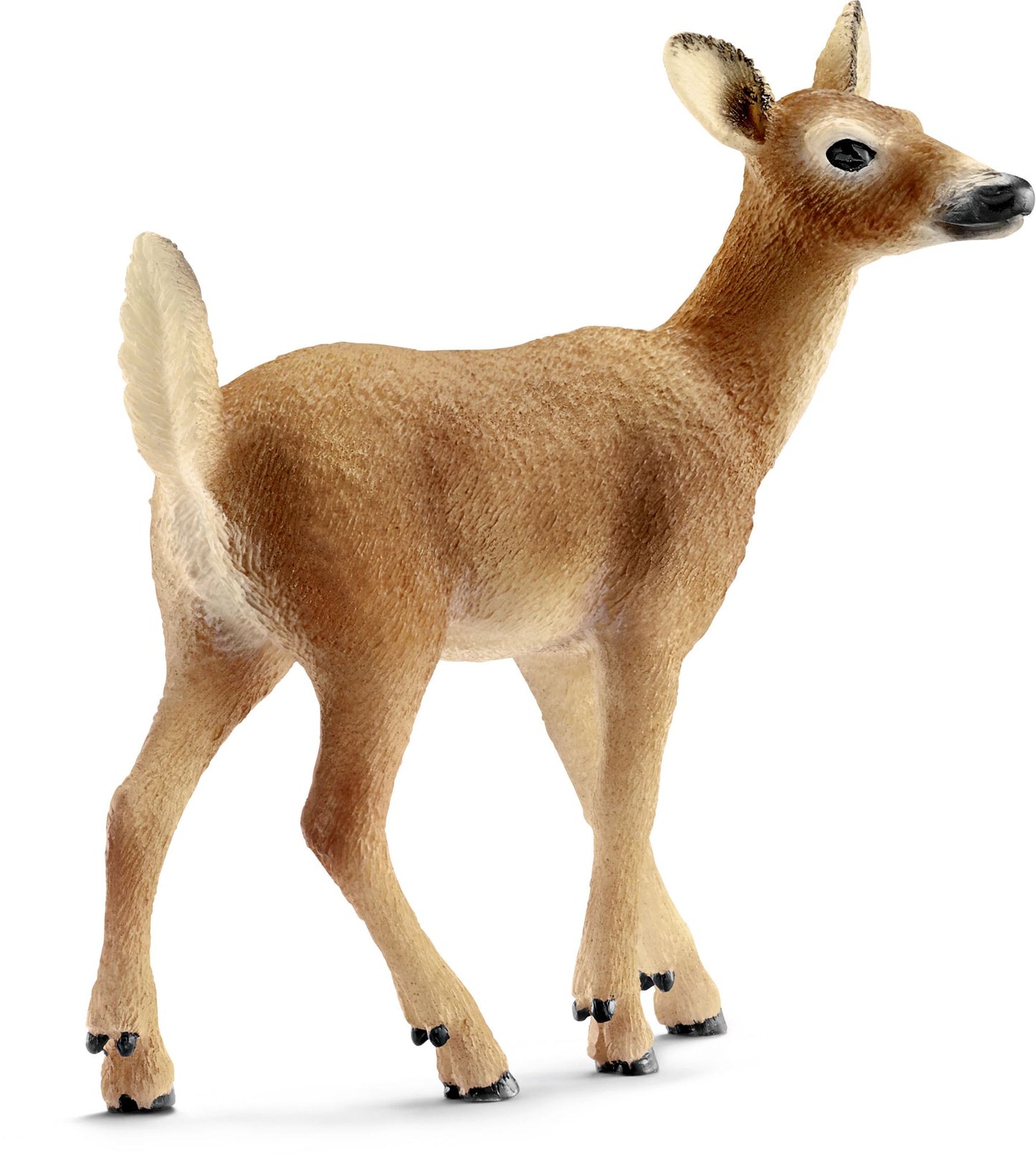 White-tailed doe