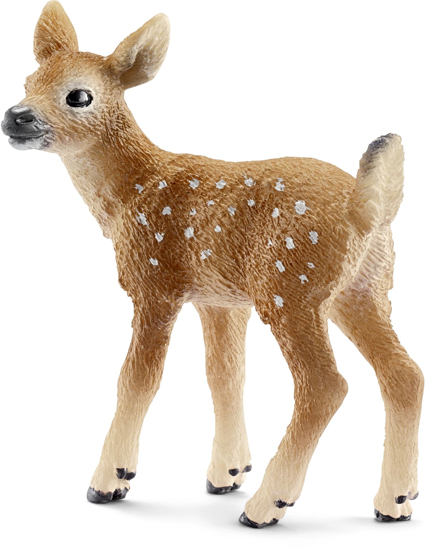 White-tailed fawn