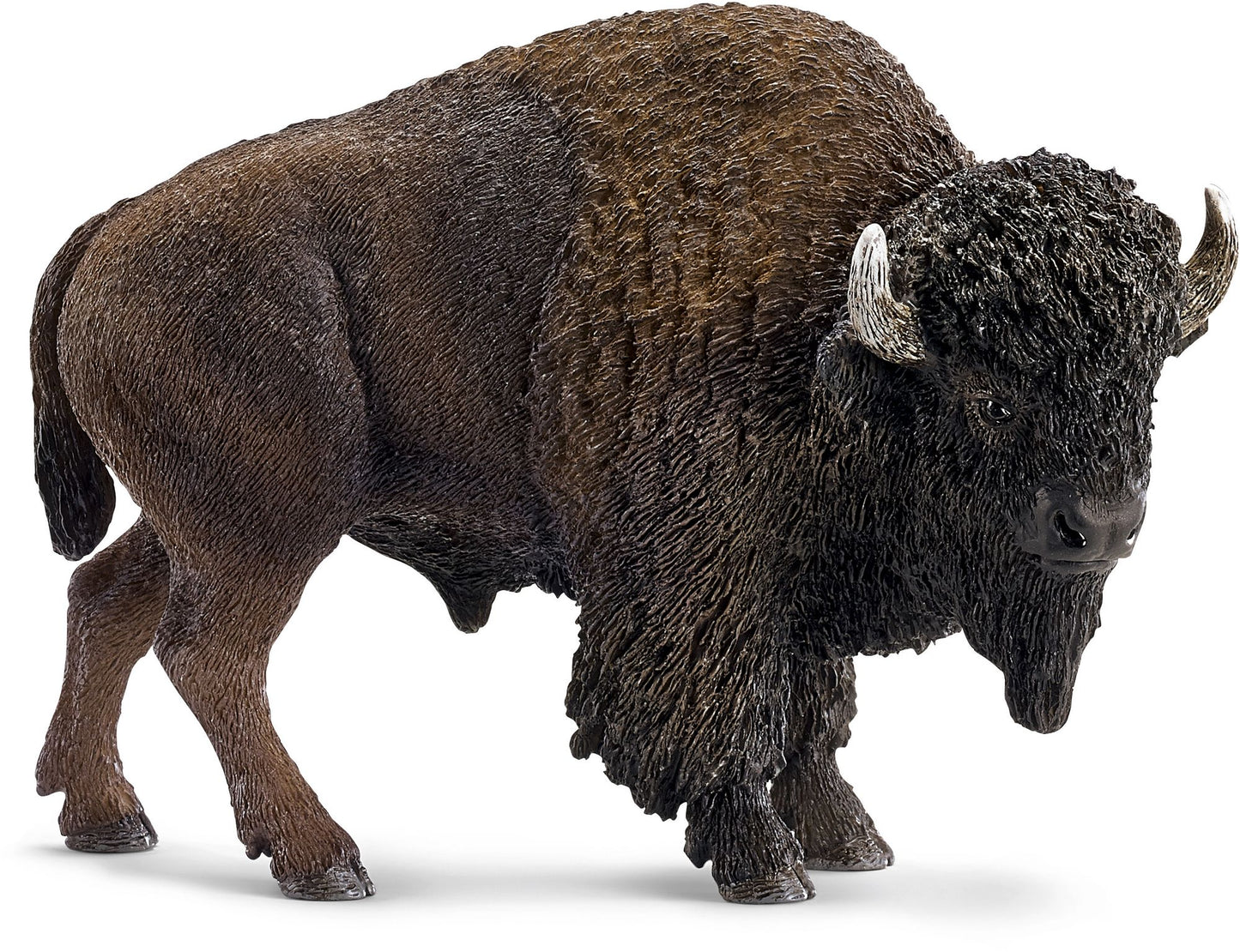 American bison