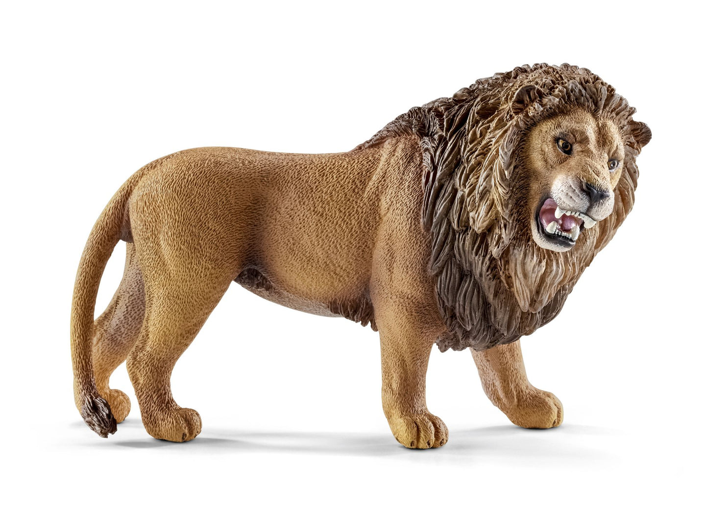 Lion, roaring