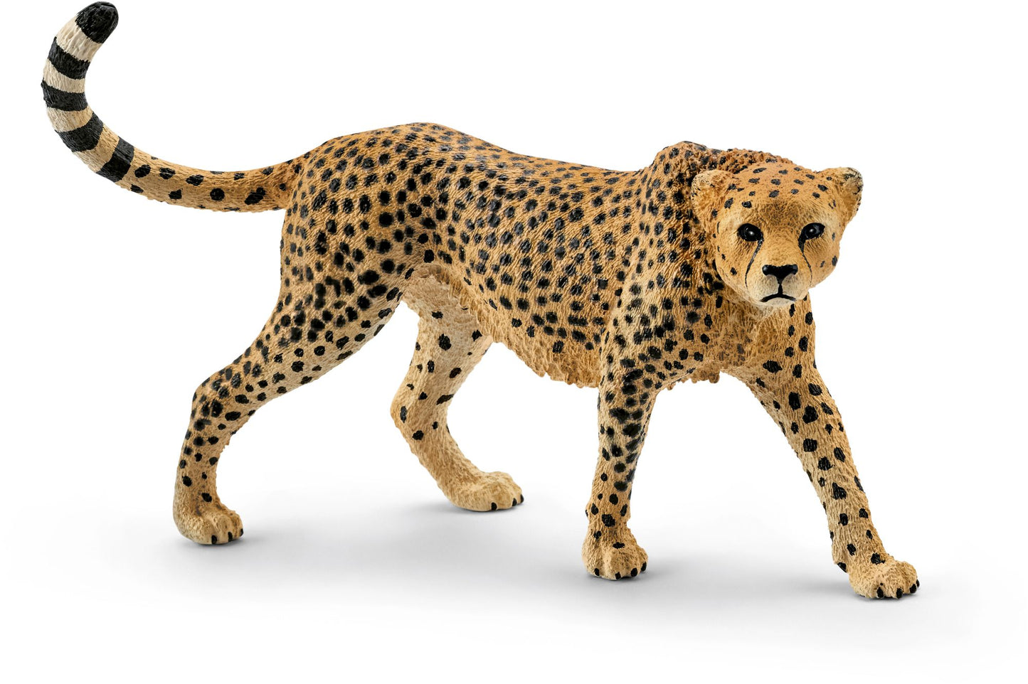 Cheetah, female