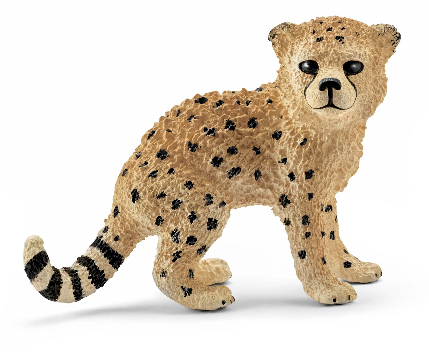 Cheetah cub
