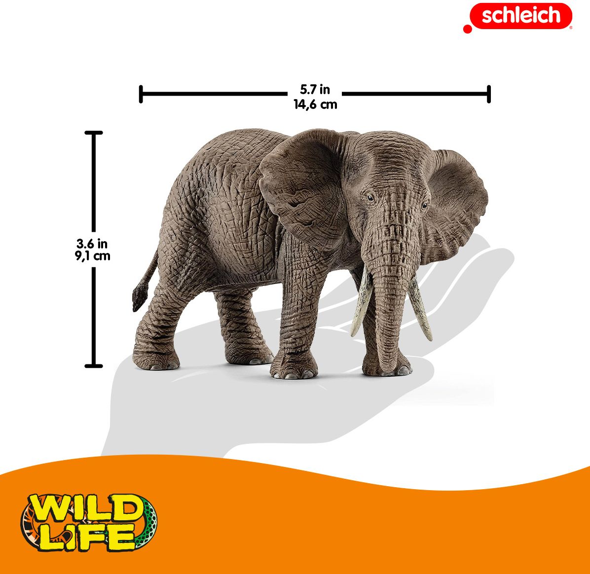 African elephant, female