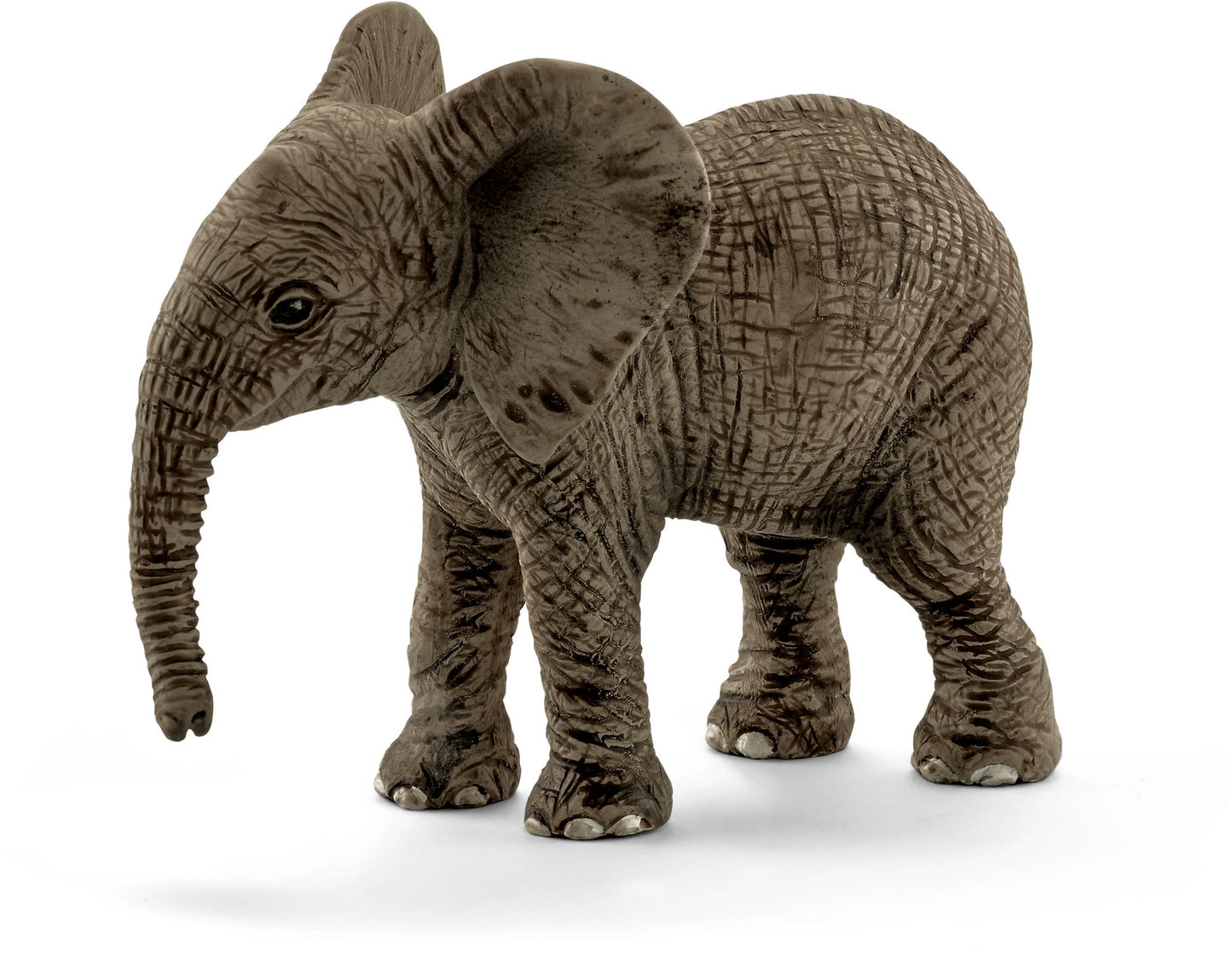 African elephant calf
