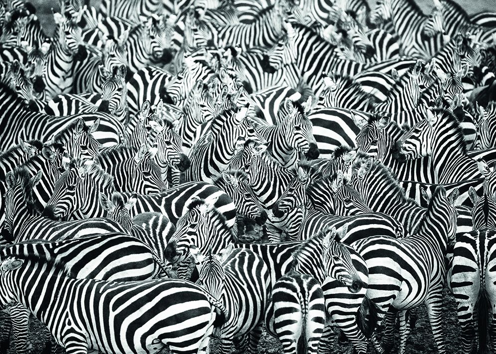 Zebra 1000 pc puzzle Challenge Series