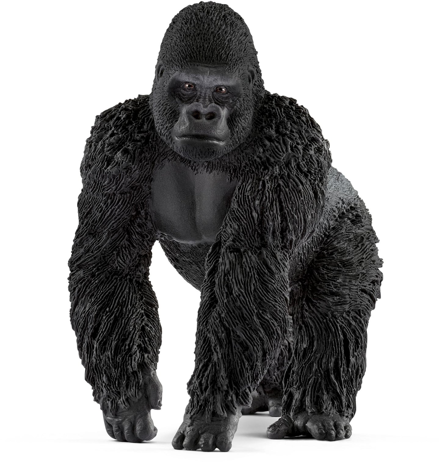 Gorilla, male