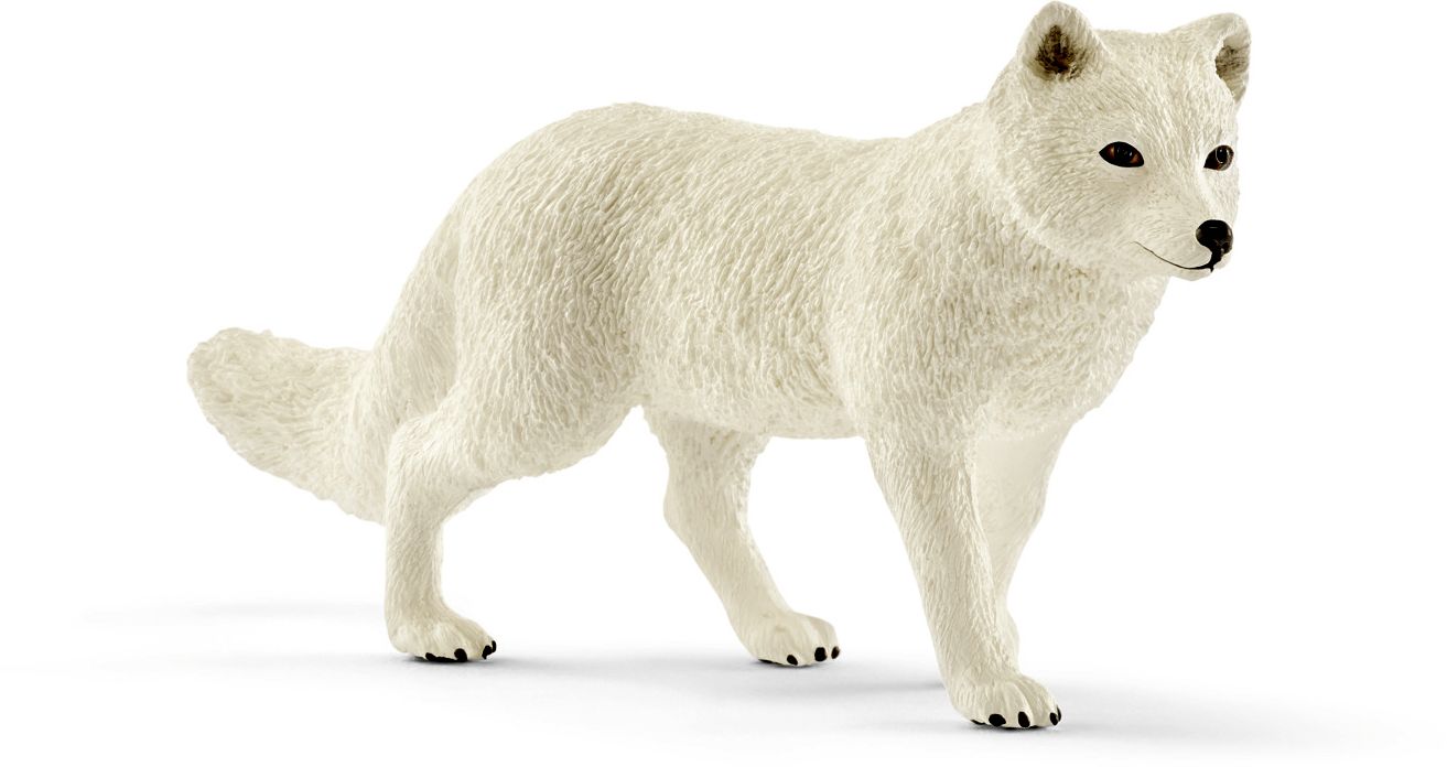 Arctic Fox