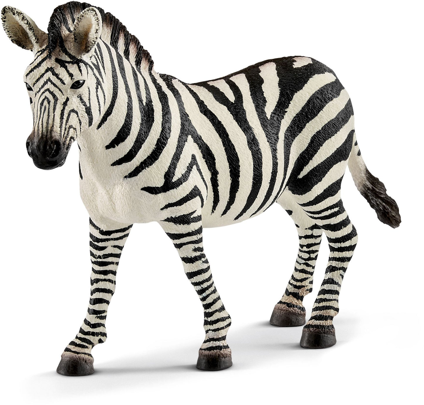 Zebra, female