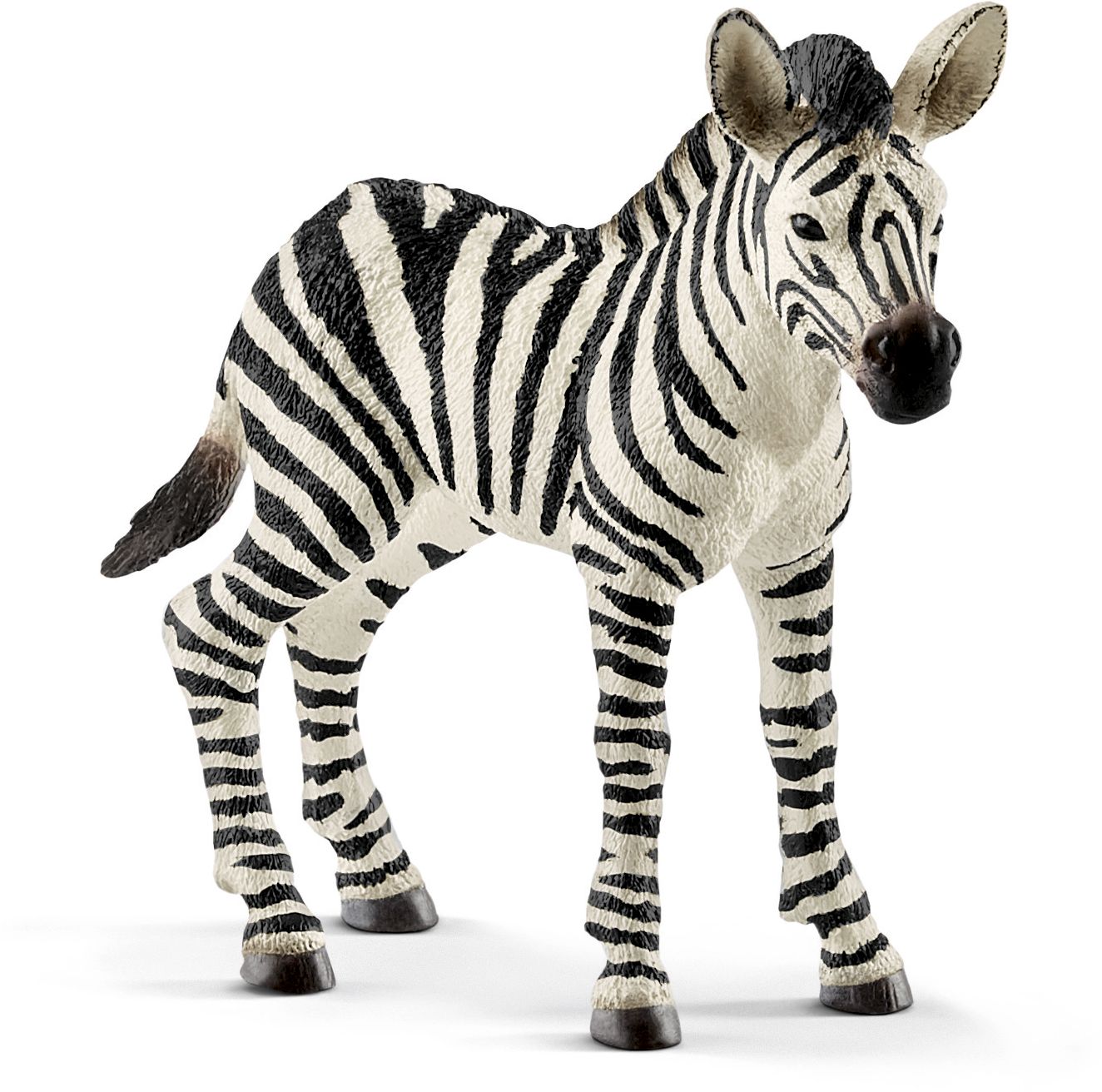 Zebra, foal