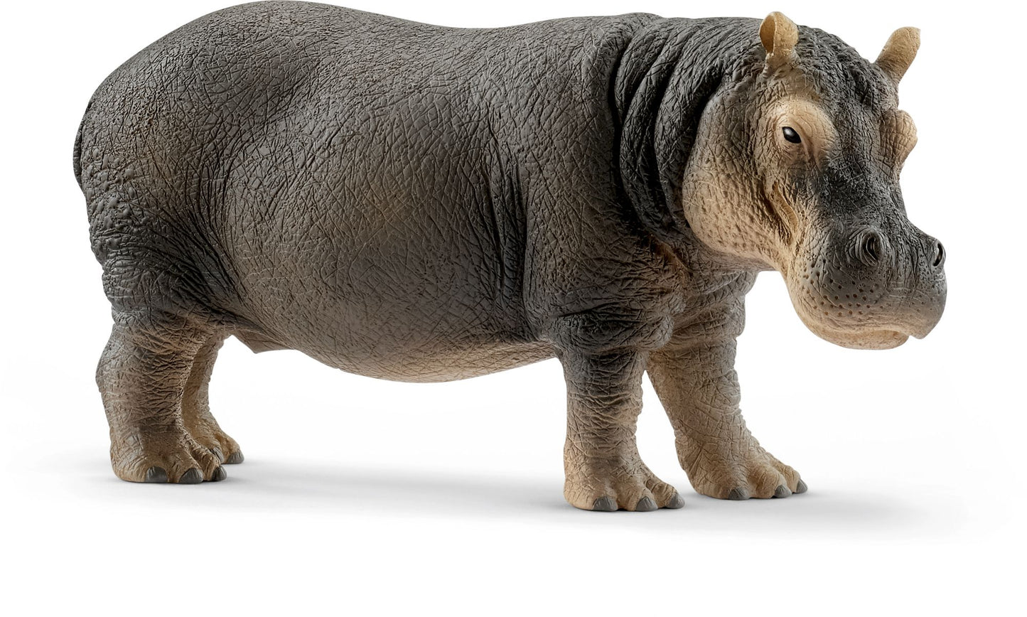Hippopotamus