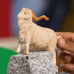 Angora Goat