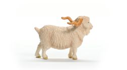 Angora Goat