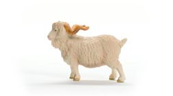 Angora Goat