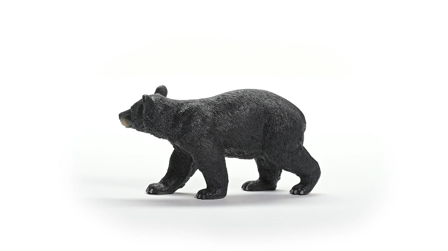 American Black Bear