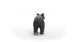 American Black Bear