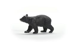 American Black Bear