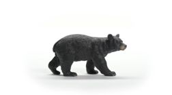 American Black Bear