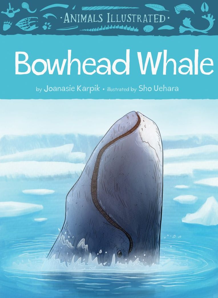 Animals Illustrated: Bowhead Whale (English)