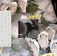Buy Corals Online