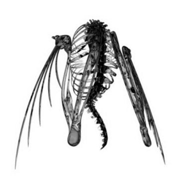 Heterocetera [Ep]