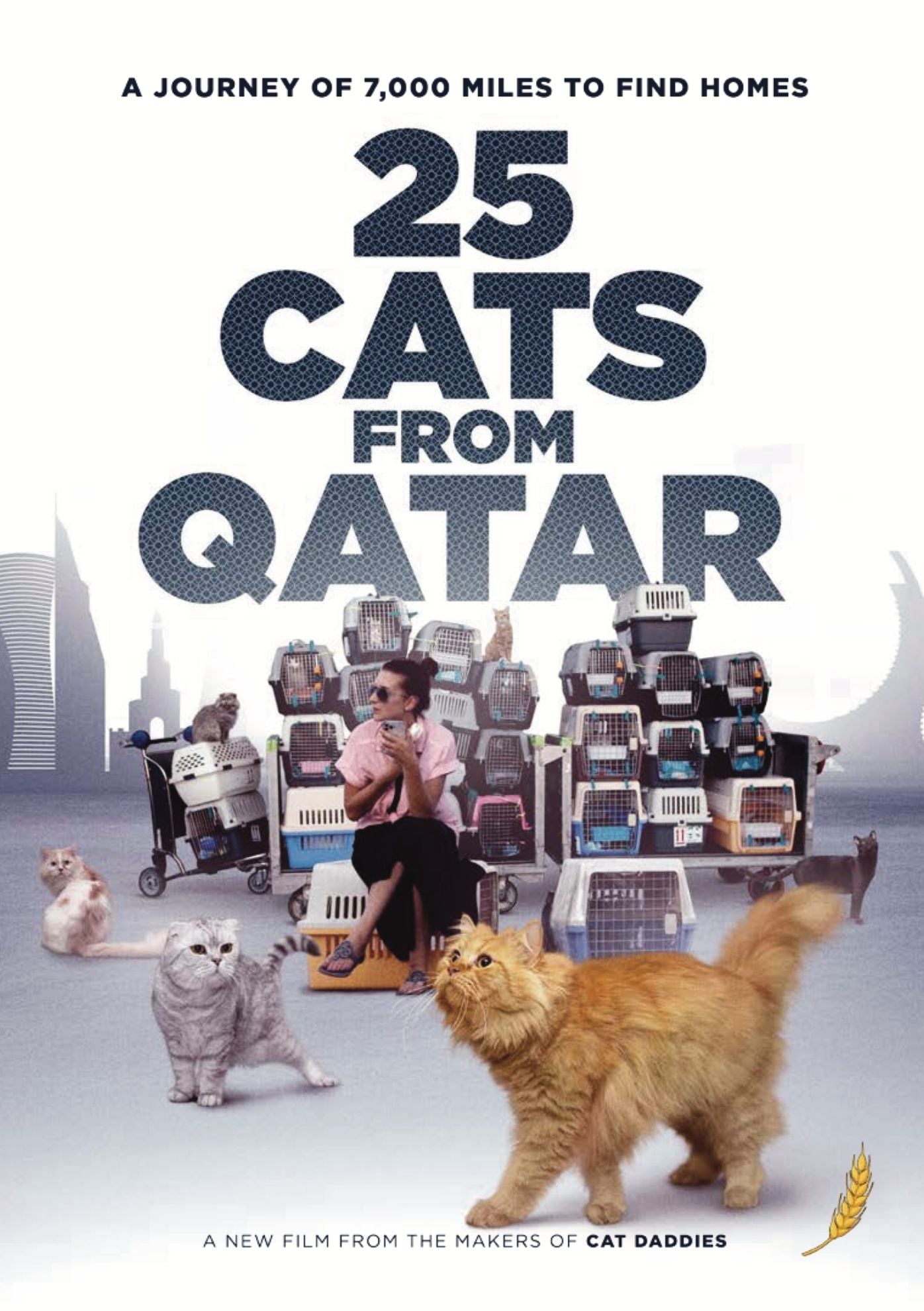 25 Cats From Qatar