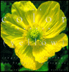Color Garden (Yellow): Single Color Plantings for Dramatic Landscapes