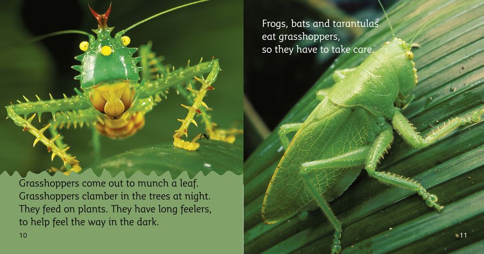 The Rainforest at Night: Band 04/Blue
