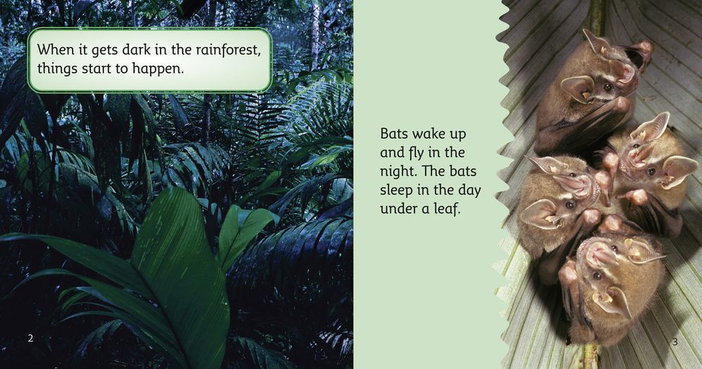 The Rainforest at Night: Band 04/Blue