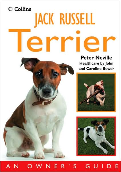 Jack Russell Terrier