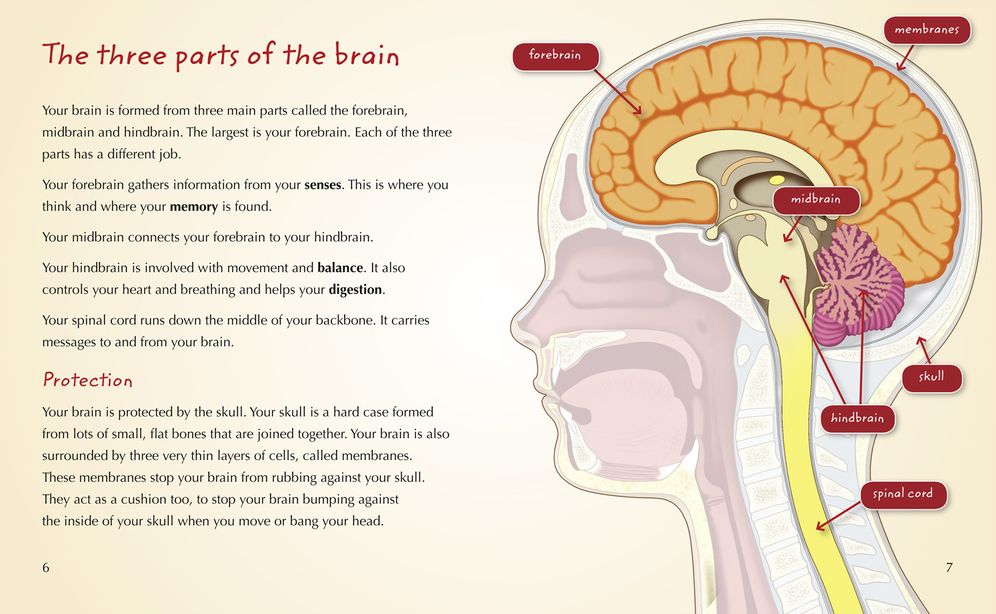 Your Brain: Band 15/Emerald