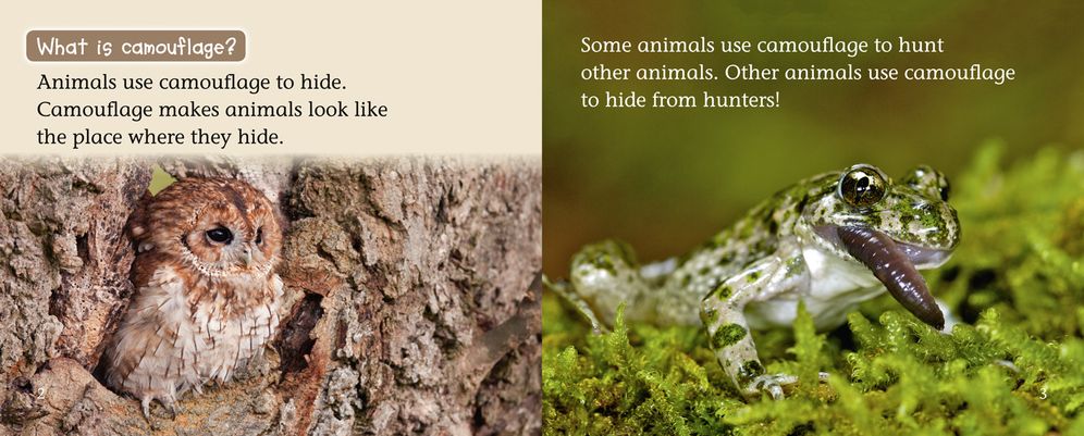 Animals in Hiding: Band 04/Blue
