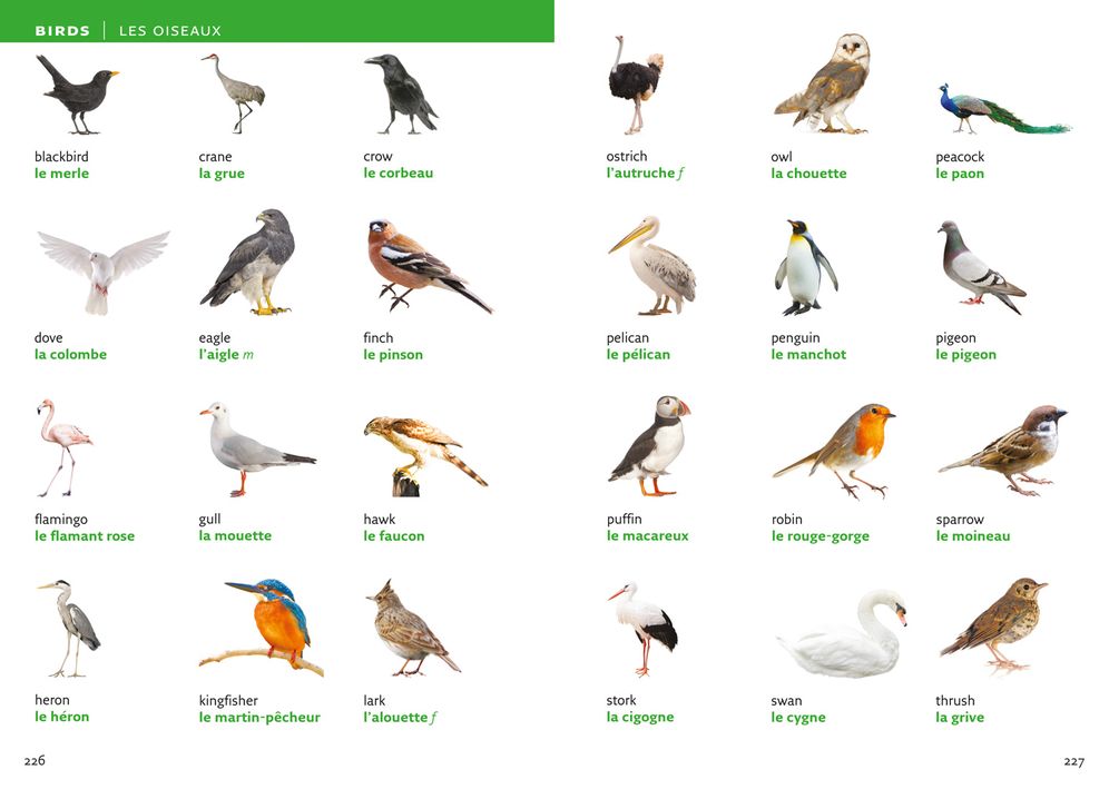 French Visual Dictionary: A Photo Guide to Everyday Words and Phrases in French
