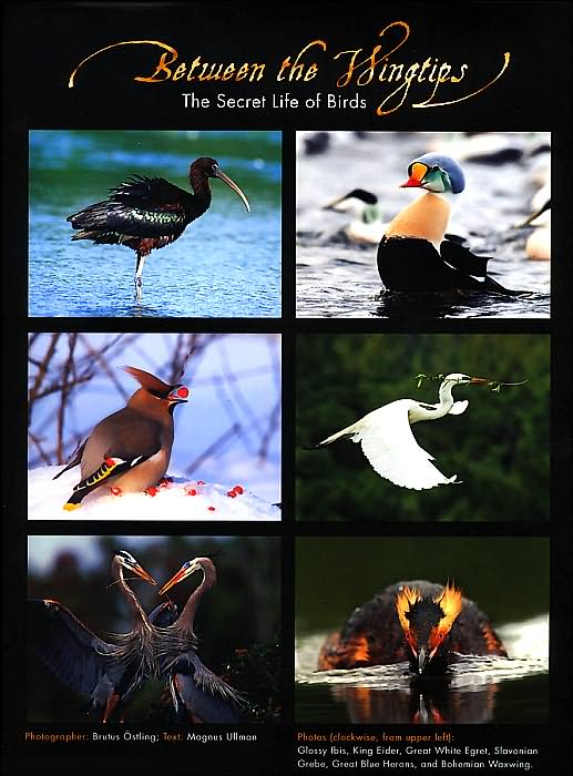 Between the Wingtips: The Secret Life of Birds