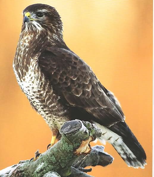 Between the Wingtips: The Secret Life of Birds