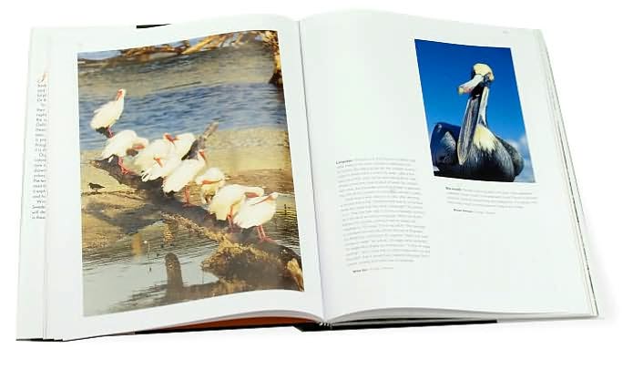 Between the Wingtips: The Secret Life of Birds