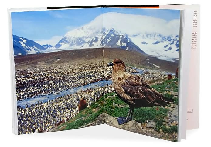 Between the Wingtips: The Secret Life of Birds