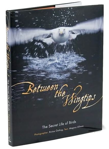 Between the Wingtips: The Secret Life of Birds