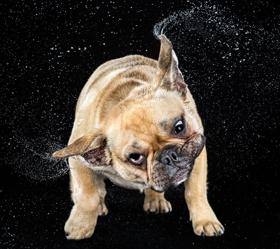 Shake