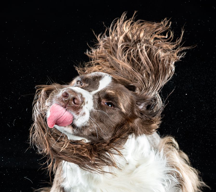 Shake
