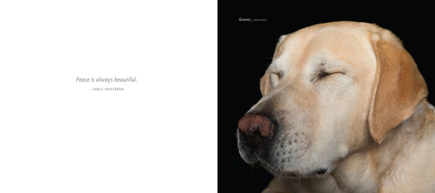 Zen Dogs