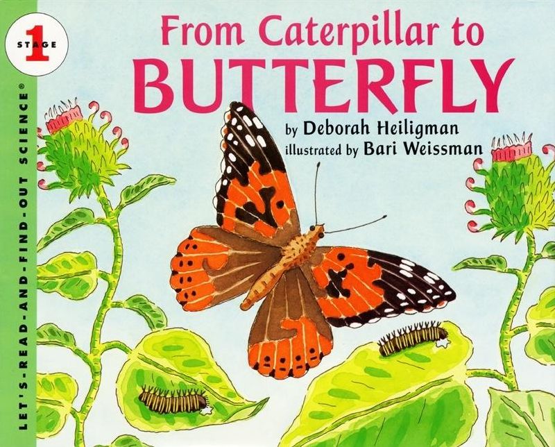 From Caterpillar to Butterfly